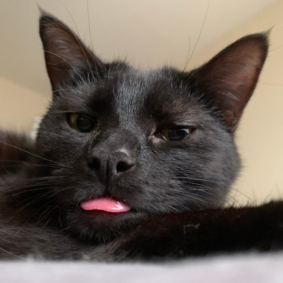 Meet your Posher, Haley - Picture 3 of 6